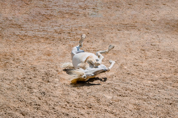 Spectacle équestre en camargue