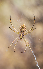 Araña en telaraña