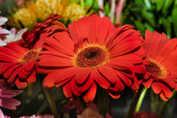 three beautiful gerberas