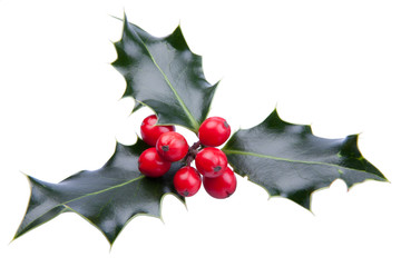 Christmas holly isolated on white