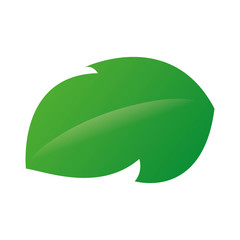 Nature and plant concept represented by green leaf icon. Isolated and flat illustration 