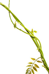 Fototapeta na wymiar green branch isolated on a white background
