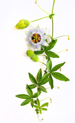 Passiflora on a white background