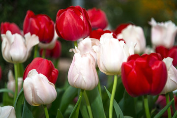 Tulip, Selective soft focus red and soft white colorful tulip