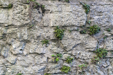 Mauerwerk mit grünem Gewächs