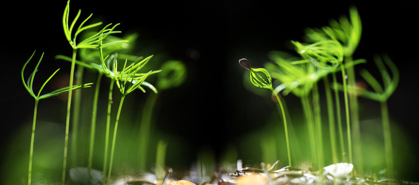 Young Spruce Seedlings In The Forest