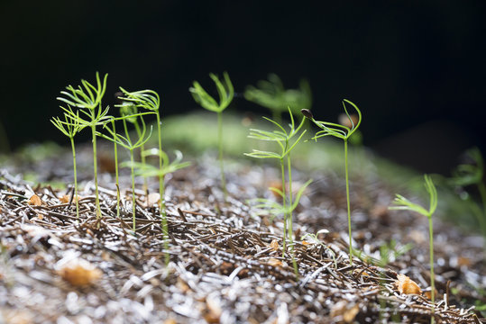young spruce seedlings in the forest