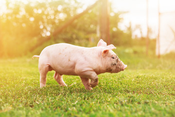 Cute piglet in the yard, running around.