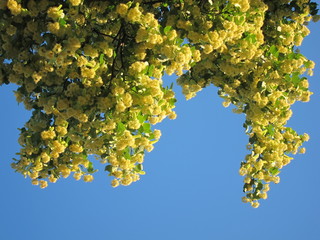 Linden Tree (lime tree) linden blossom