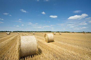 rolled bales on field