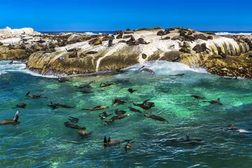 Keuken foto achterwand Zuid-Afrika Zuid-Afrikaanse Republiek. Duiker Island (Seal Island) bij Hout Bay (Kaapschiereiland, Kaapstad). Kaapse pelsrobbenkolonie (Arctocephalus pusillus, ook bekend als bruine pelsrob)