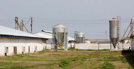 Fototapeta na wymiar Chicken farm with four grain storage silos for the storage of poultry feed