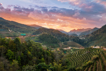 Wonderful sky of tea plantation in Doi Angkhang, Chiang Mai, Tha