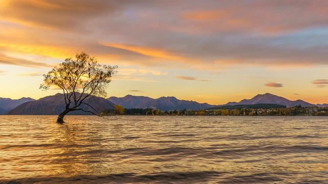 Beautiful Sunset At Lake Wanaka. A Solitary Tree In The Middle of The Lake With Autumn Leaves Littering The Lake Shore. Motion Time lapse Pan Left