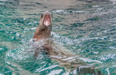 Obraz premium Seelöwe mit aufgerissenem Maul