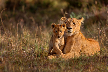 Löwenmutter von Notches Rongai Pride mit Jungtier in Masai Mara, Kenia