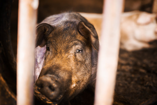Closeup of a swine in a pigpen.