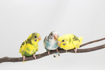 Chick Budgie, Budgarigar Bird Chick