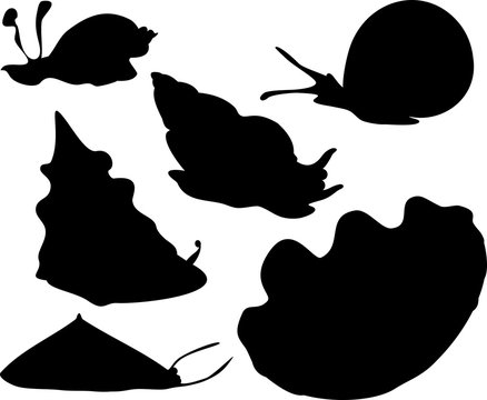 silhouettes of mollusks