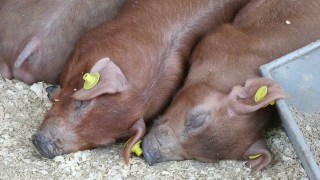 pigs sleeping in the barn