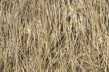 dry grass background, close up