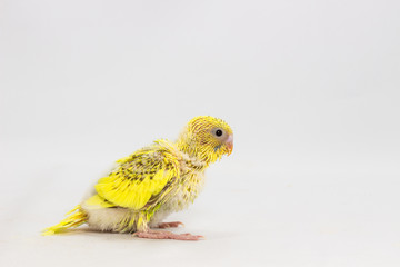 Chick Budgie, Budgarigar Bird Chick