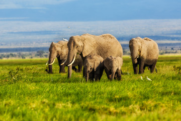 Naklejka na ściany i meble Elephant herd in the marsh of Amboseli National Park. Kenya