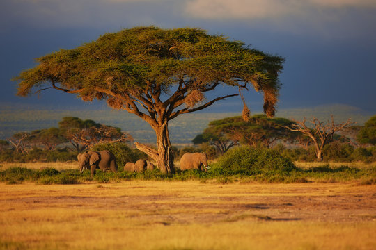 Fototapeta Elephant herd under a tree at sunrise in Amboseli National Park, Kenya