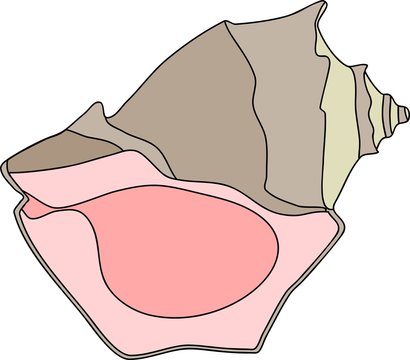 shell mollusk Rapana
