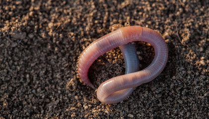 Earthworm in soil