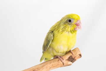 Pastel Green Forpus Bird Chick