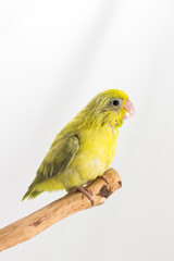 Pastel Green Forpus Bird Chick