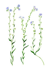 Fototapeta na wymiar Forget-me-not wildflowers watercolor