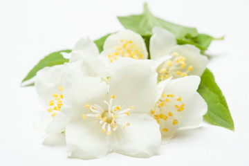 Jasmine flowers on white background