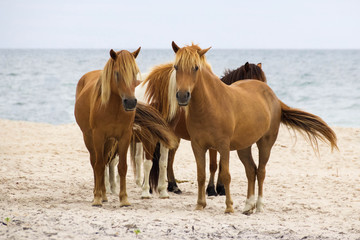Wild horses on Beach