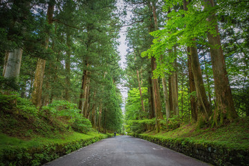 Fototapeta premium Big tree between pathway in Nikko, Japan
