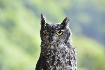angry owl