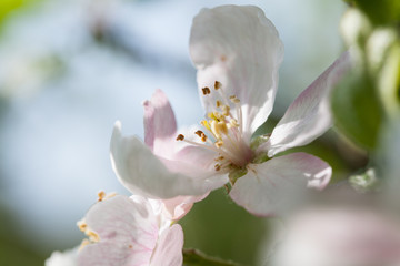 Blossoming apple tree