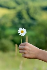 A hand offers a daisy flower