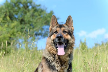 German Shepherd resting on a hill in a summer day
