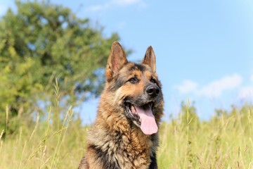 German Shepherd resting on a hill in a summer day
