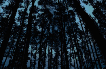 Mysterious forest with gloomy silhouettes of pines in the dusk (in dark blue tones)