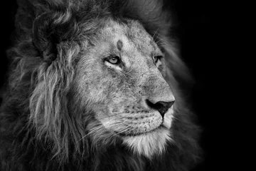 Poster Lion Portrait d& 39 un grand Lion de Rekero Pride à Masai Mara, Kenya