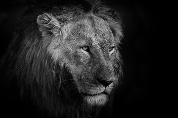 Portrait of a Lion in Mara Triangle, Kenya