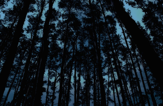 Mysterious forest with gloomy silhouettes of pines in the dusk (in dark blue tones)