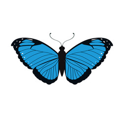 Obraz na płótnie Canvas Insect concept represented by blue Butterfly icon. Isolated and flat illustration 