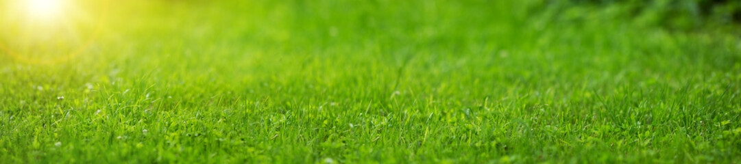Fototapeta premium Świeże zielone tło trawy w słoneczny letni dzień