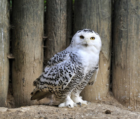 beautiful snowy owl