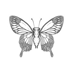 Insect concept represented by Butterfly icon. Isolated and flat illustration. Draw design.