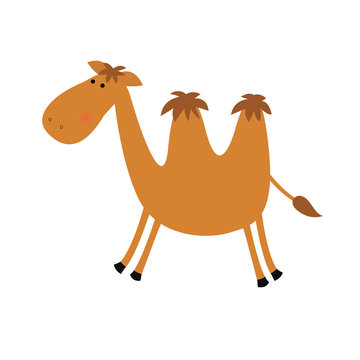 Funny camel